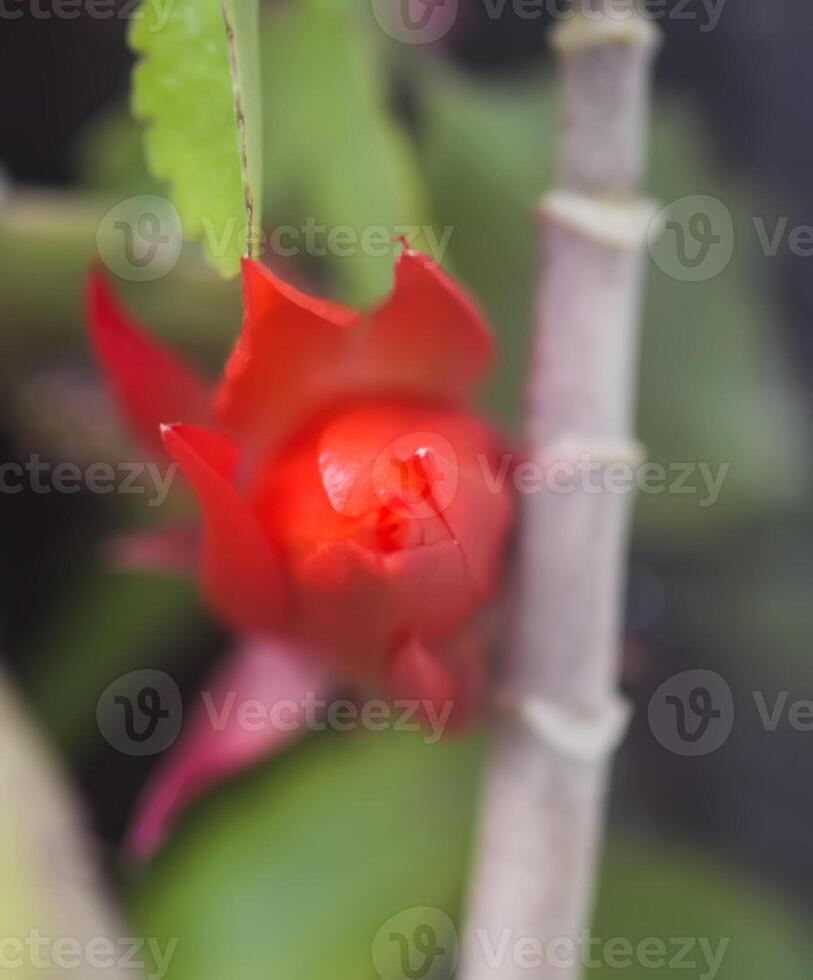 Red cactus flowers. View through the greenhouse glass. photo