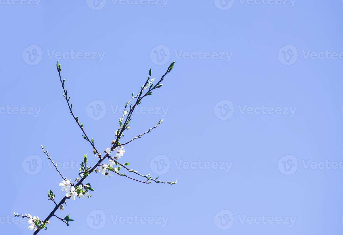 Spring tree branches with first green leaves and buds. photo