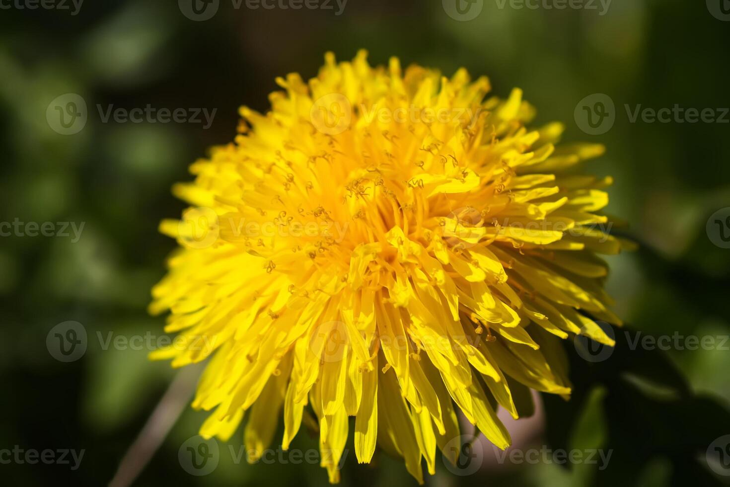 Dandelions flowers on spring meadow. photo