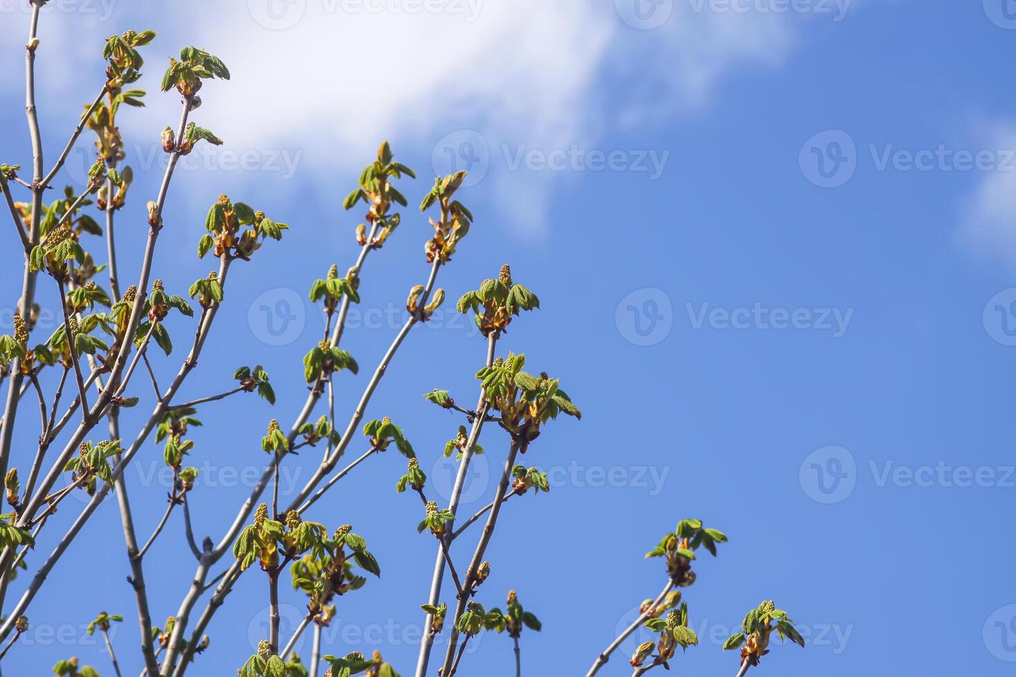 Spring tree branches with first green leaves and buds. photo