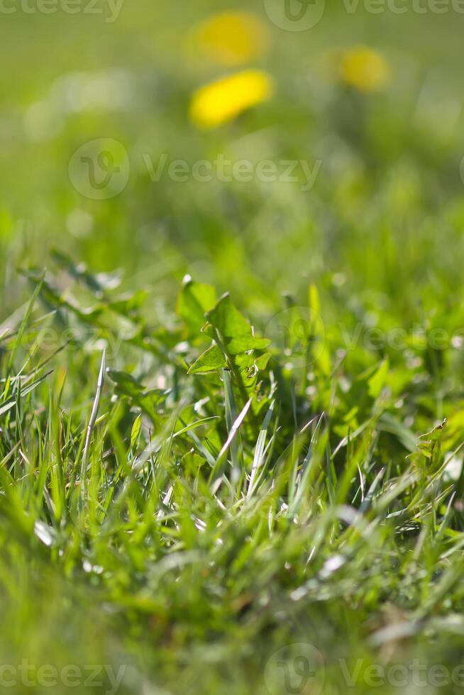 Blooming yellow dandelion flowers. Taraxacum officinale plants in garden. Springtime. photo