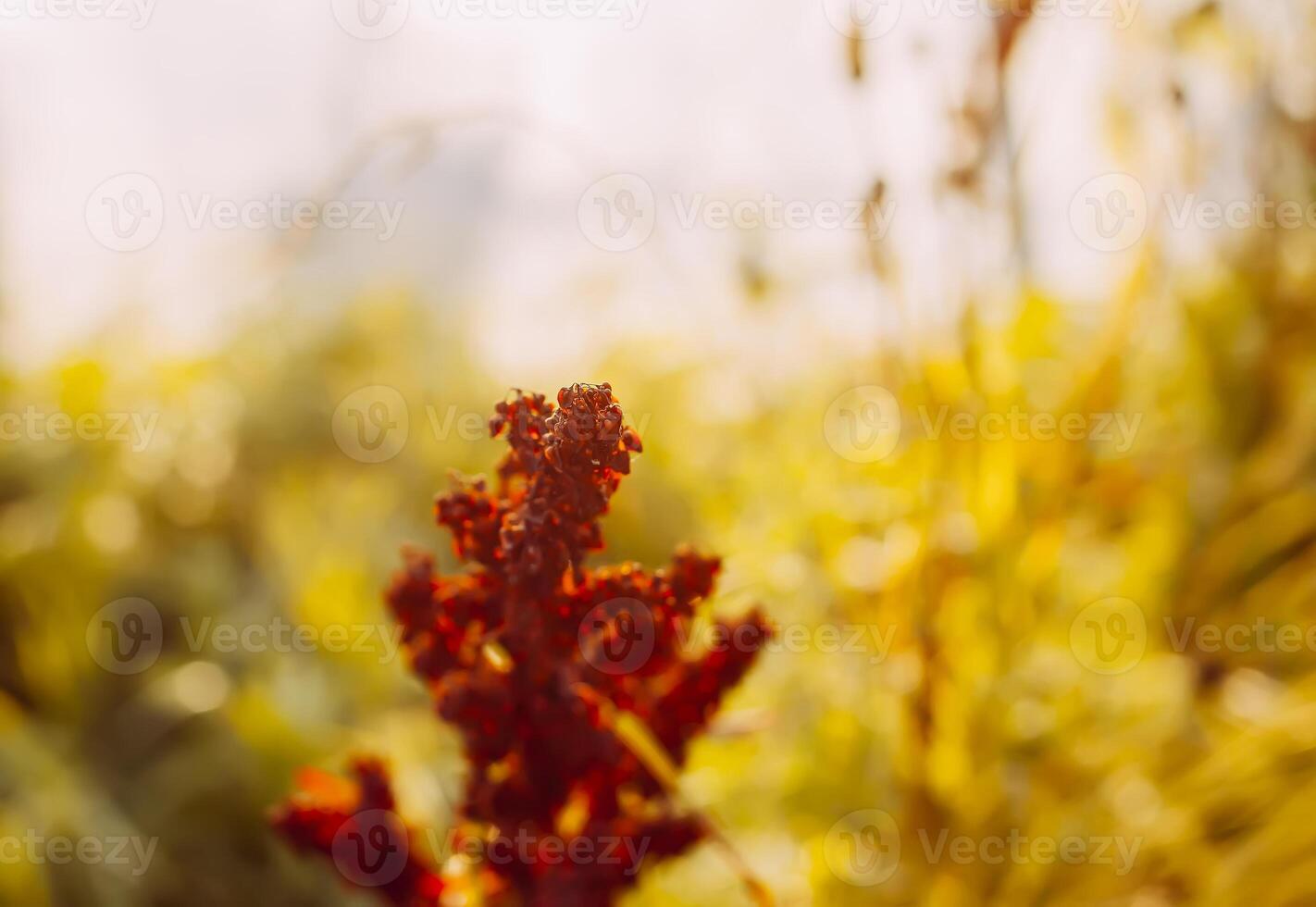 Warm tranquil sunset landscape of summer wildflowers and plants. Nature background. photo