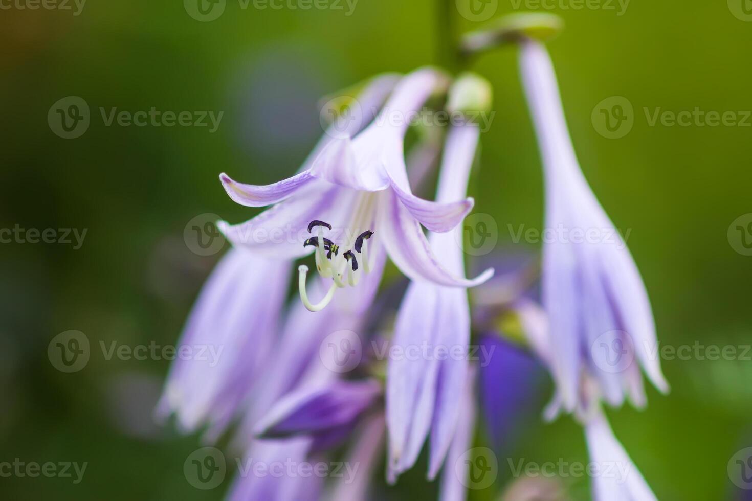 Summer Hosta flower close up. photo