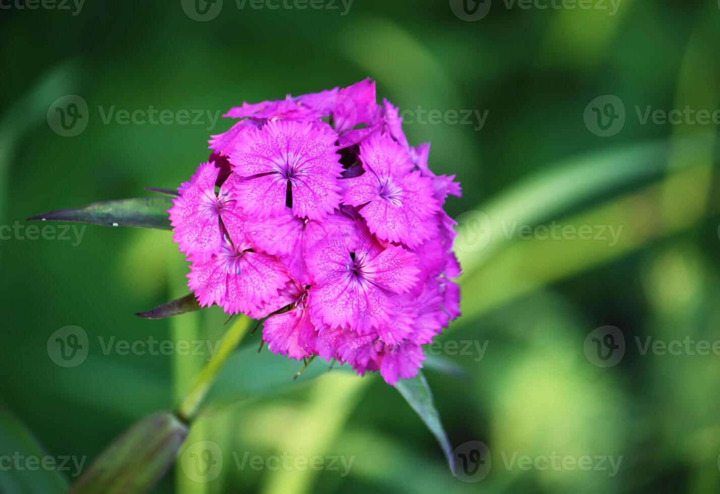Carnations flowers in sunshine. photo