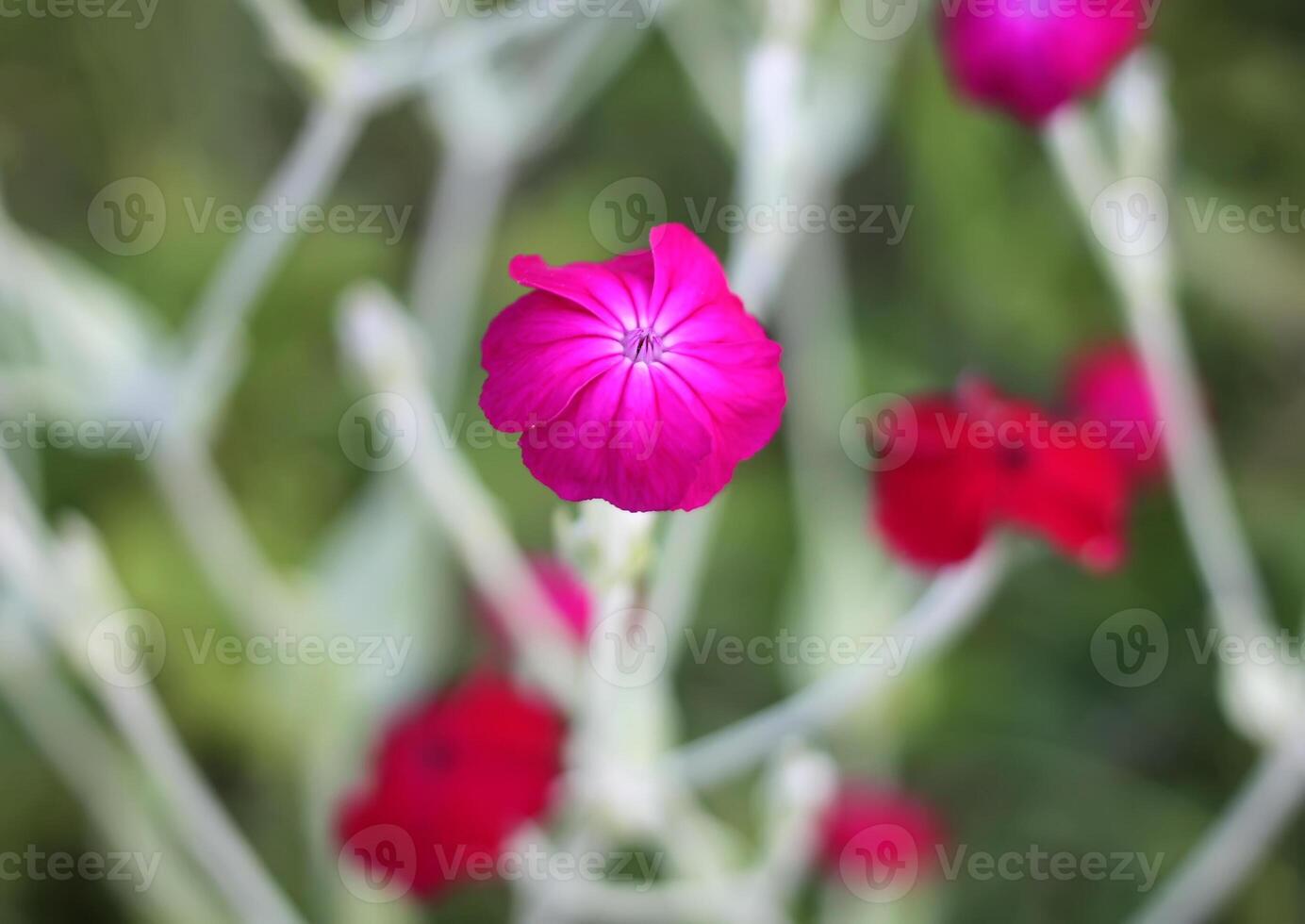 Carnations flowers in sunshine. photo