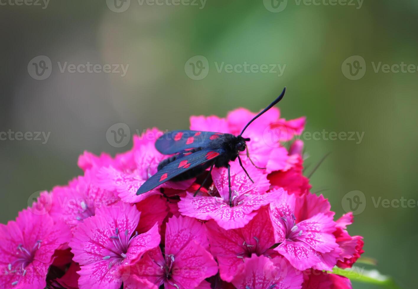 Carnations flowers in sunshine. The six-spot burnet Zygaena filipendulae - a day-flying moth. photo
