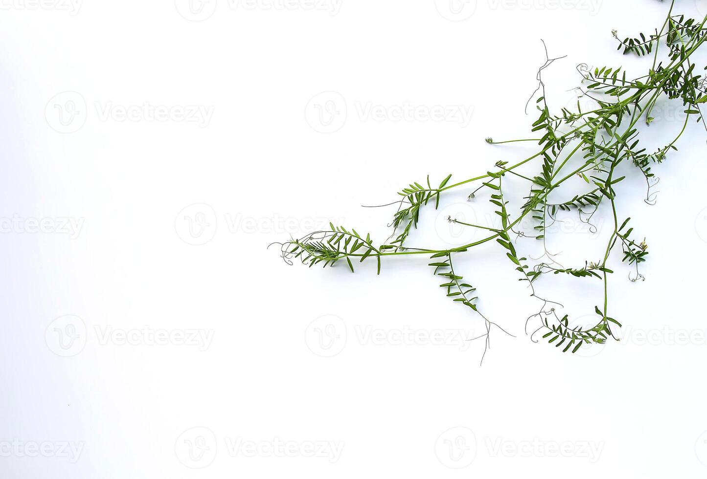 Floral background with summer wildflowers photo