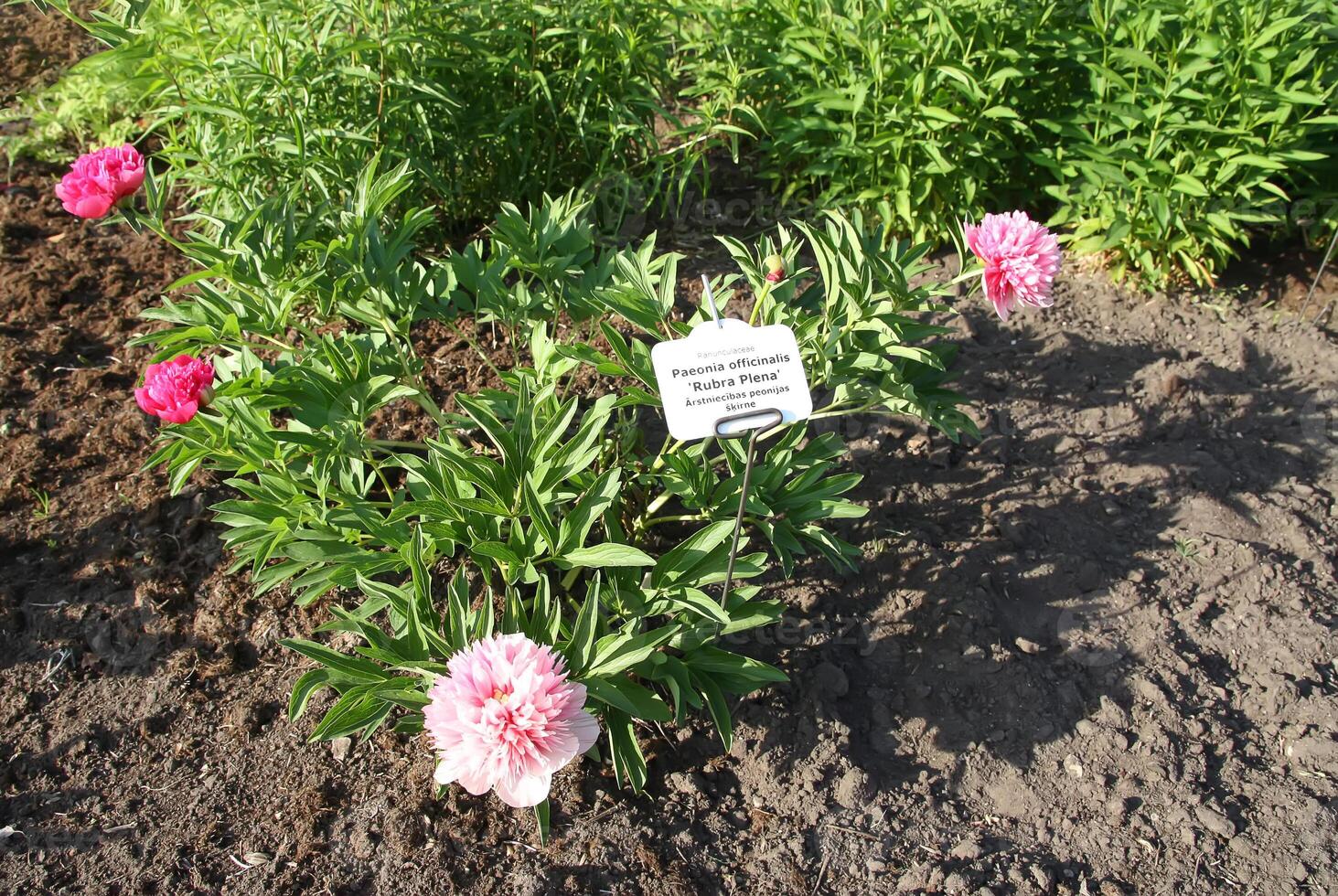 Paeonia officinalis plant with identification label in latin and latvian lahguage in botanical garden of Latvian University, Riga, Latvia. photo