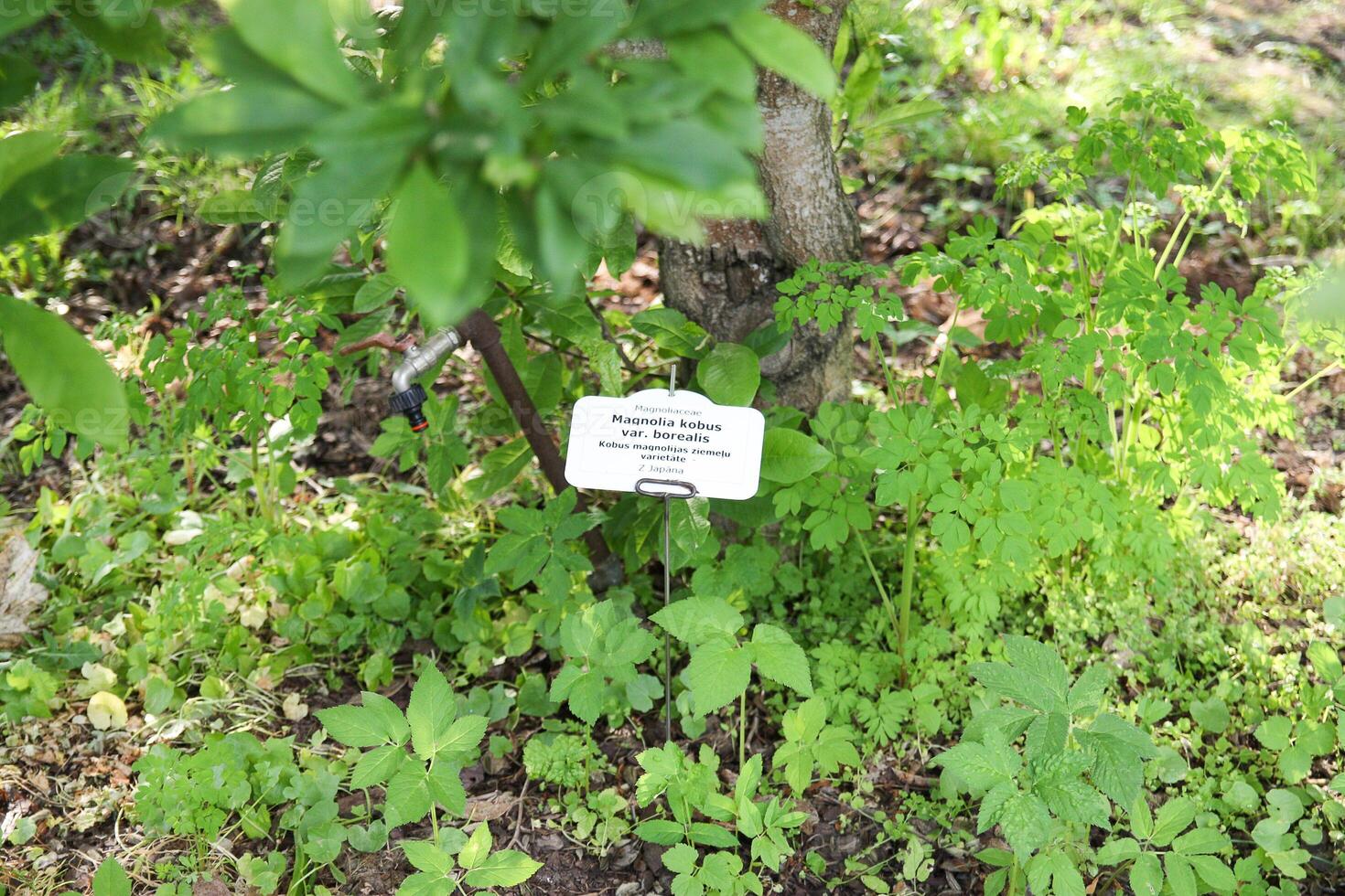 Magnolia cobus plant with identification label in latin and latvian lahguage in botanical garden of Latvian University, Riga, Latvia. photo