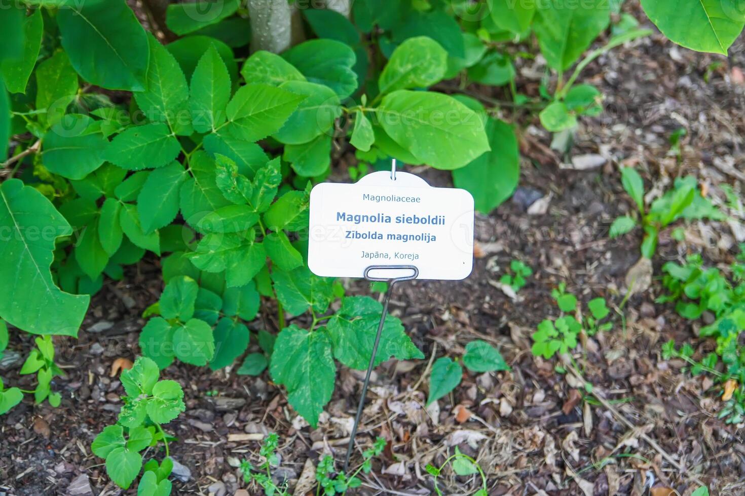 Magnolia sieboldii plant with identification label in in latin and latvian language in botanical garden of Latvian University, Riga, Latvia. photo