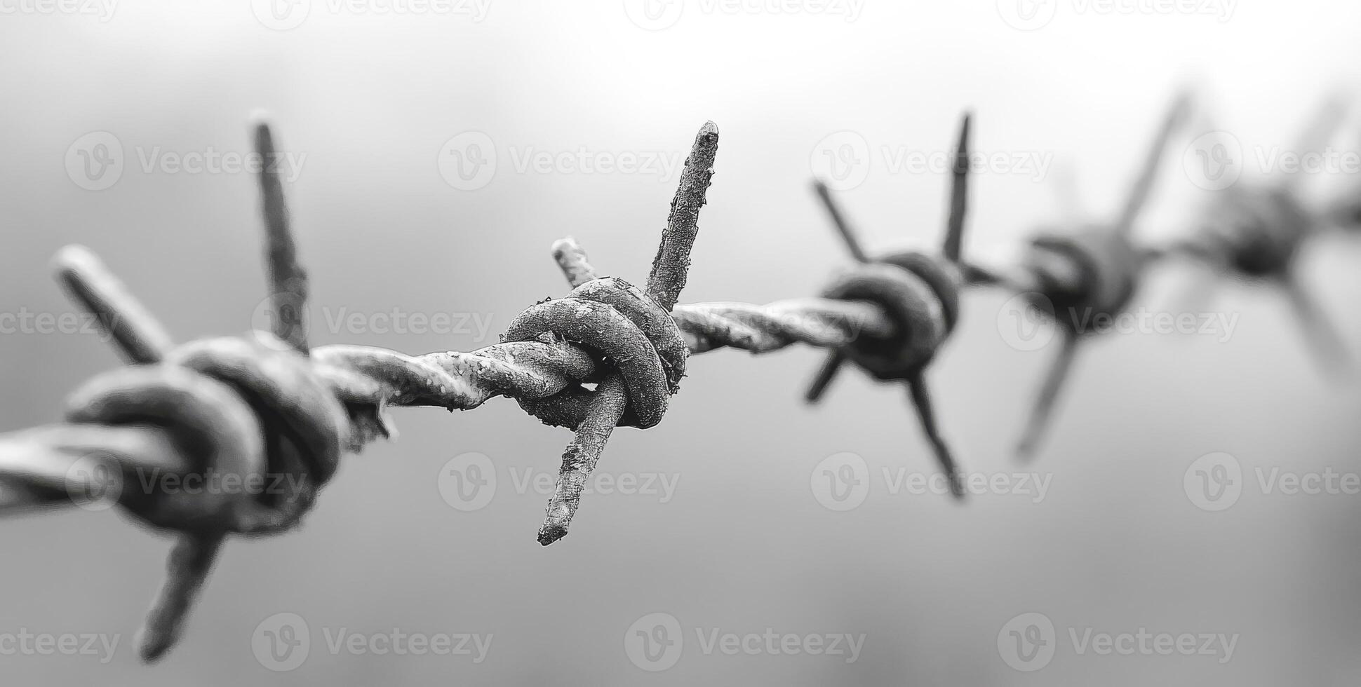 A wire fence with a single bar of barbed wire photo