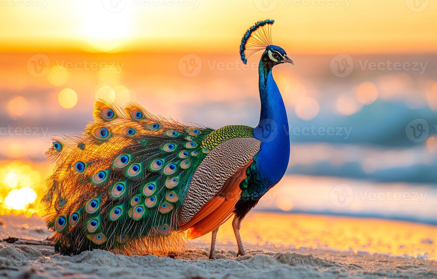 A beautiful blue and green peacock stands on a sandy beach at sunset. The bird's feathers are spread out, and it looks majestic and proud. The scene is serene and peaceful photo