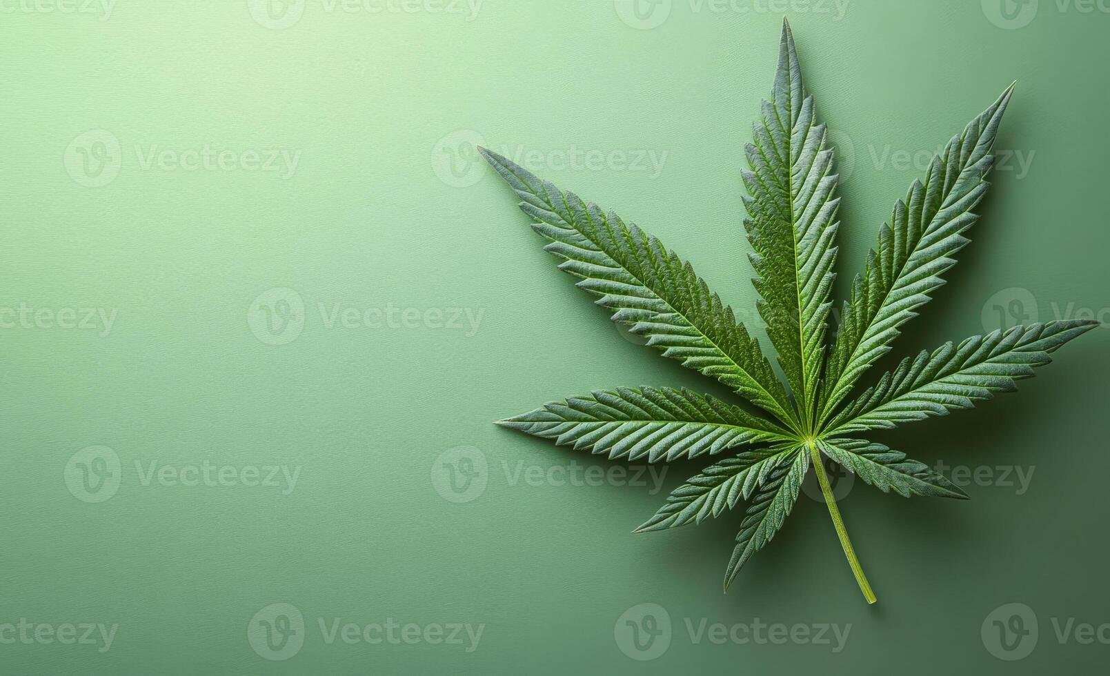 A leaf of a marijuana plant is on a green background. The leaf is the main focus of the image, and it is the most prominent element. The green background suggests a natural or organic setting photo