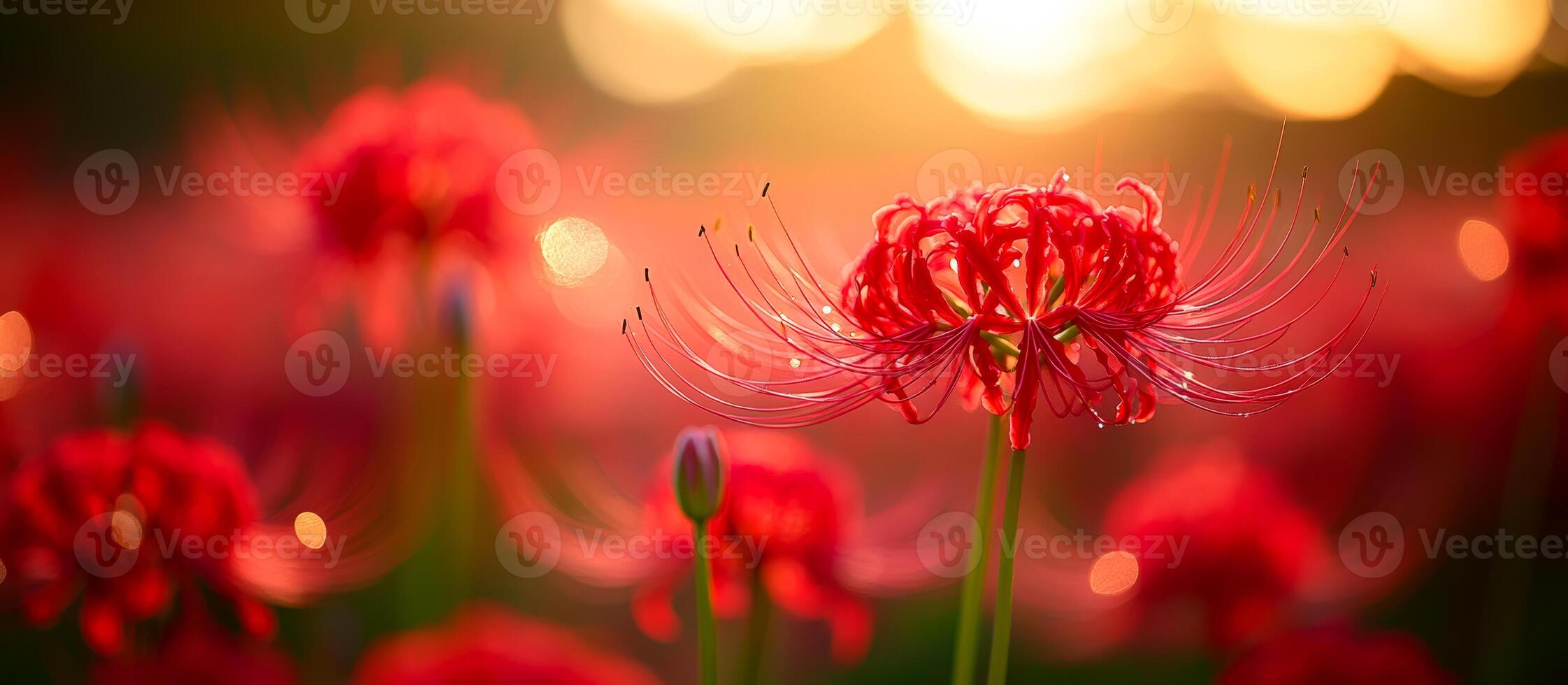 A close up of a red flower with a blurry background. The flower is surrounded by other red flowers, creating a vibrant and colorful scene. Concept of beauty and tranquility photo