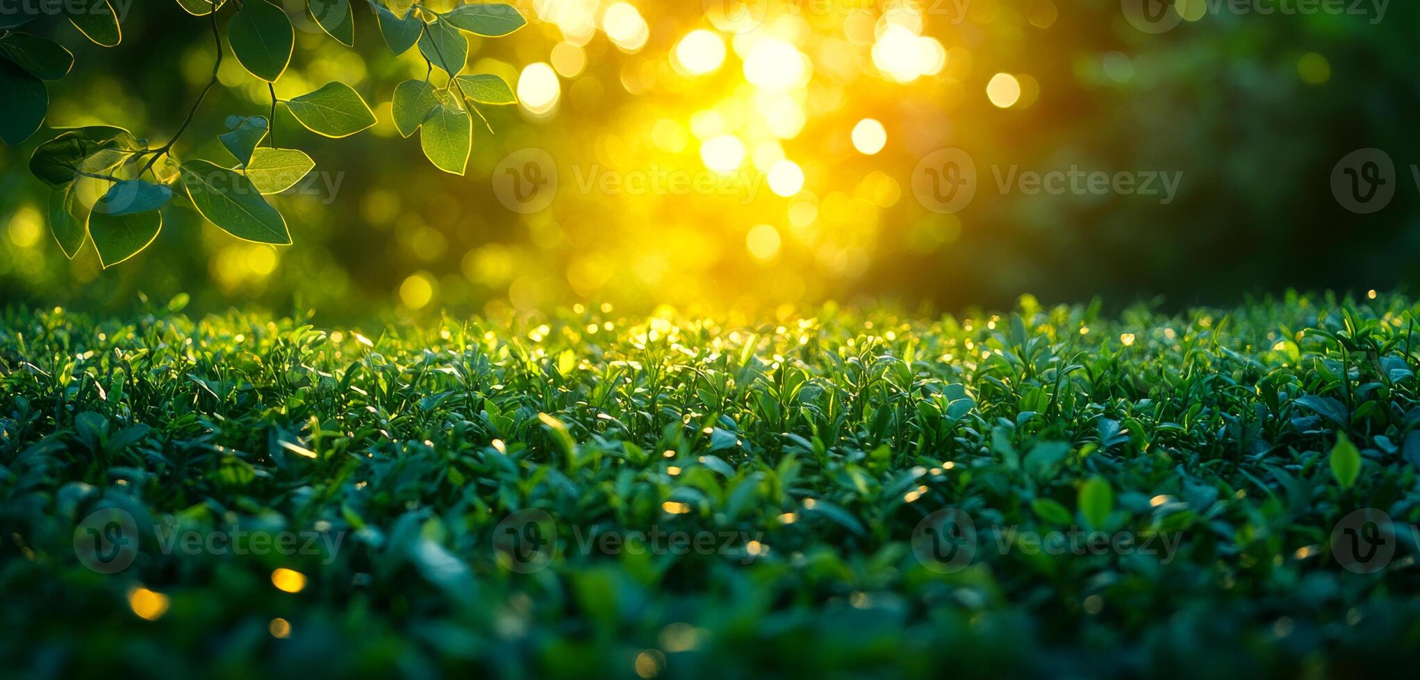 A lush green field with a bright sun shining on it. The sun is casting a warm glow on the grass, making it look inviting and peaceful photo
