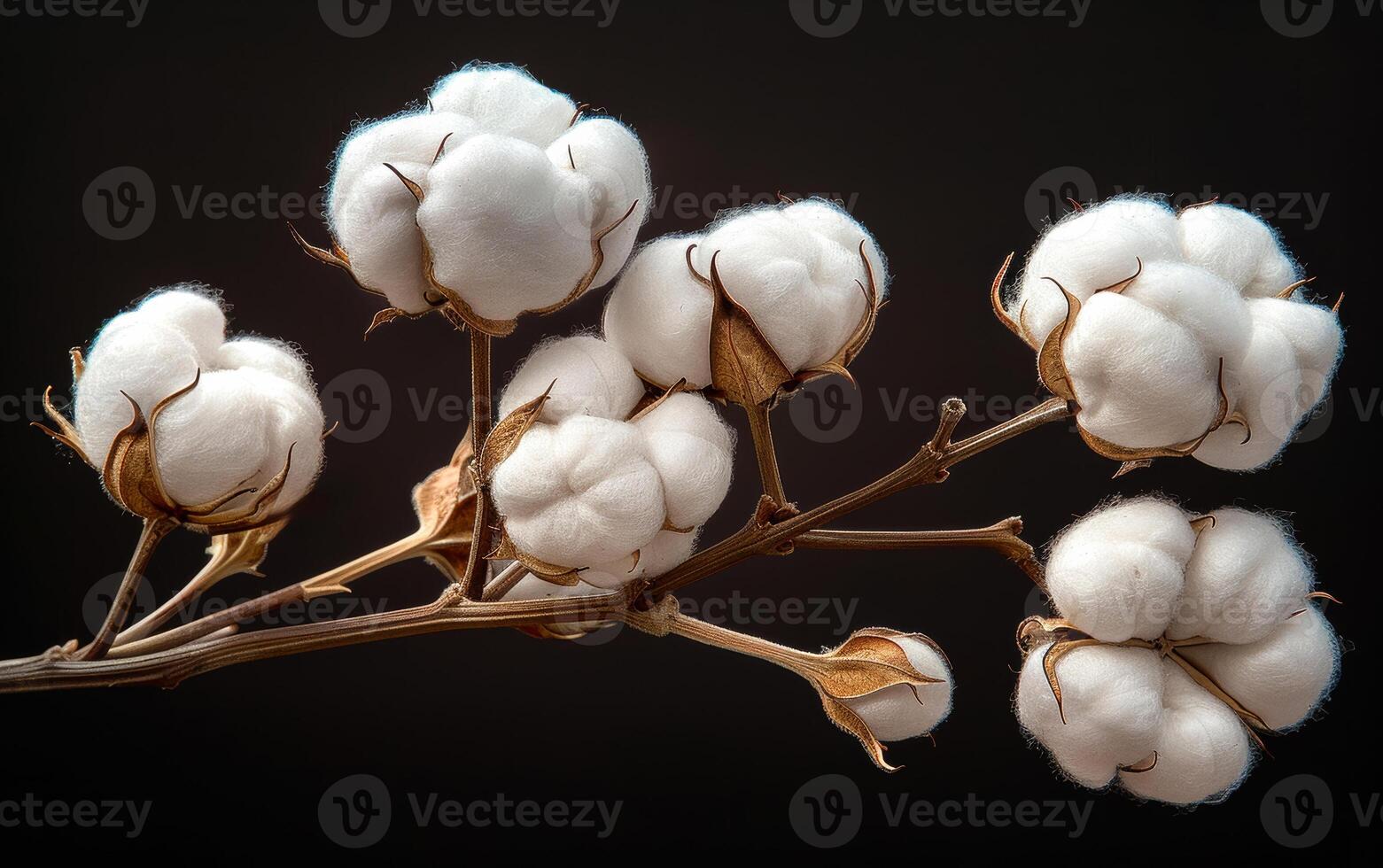 A bunch of cotton buds are hanging from a branch. The cotton buds are white and fluffy. Concept of freshness and purity photo