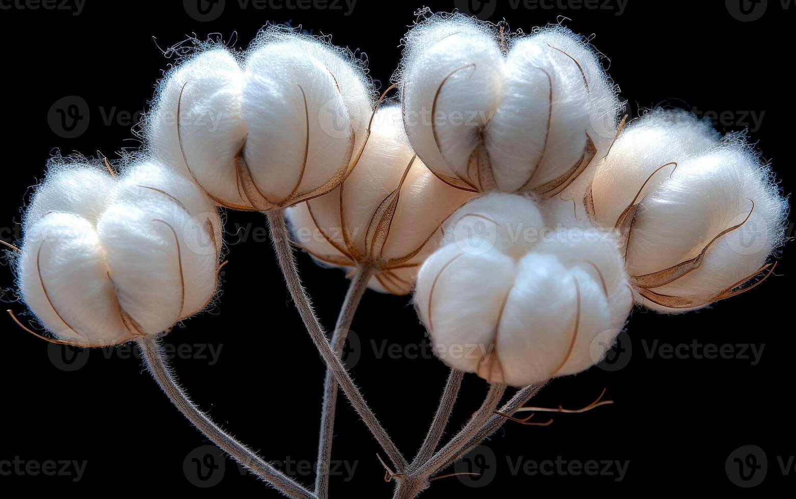 A bunch of white cotton flowers are shown in a close up. The flowers are arranged in a way that they look like they are clustered together. The image has a calm and peaceful mood photo