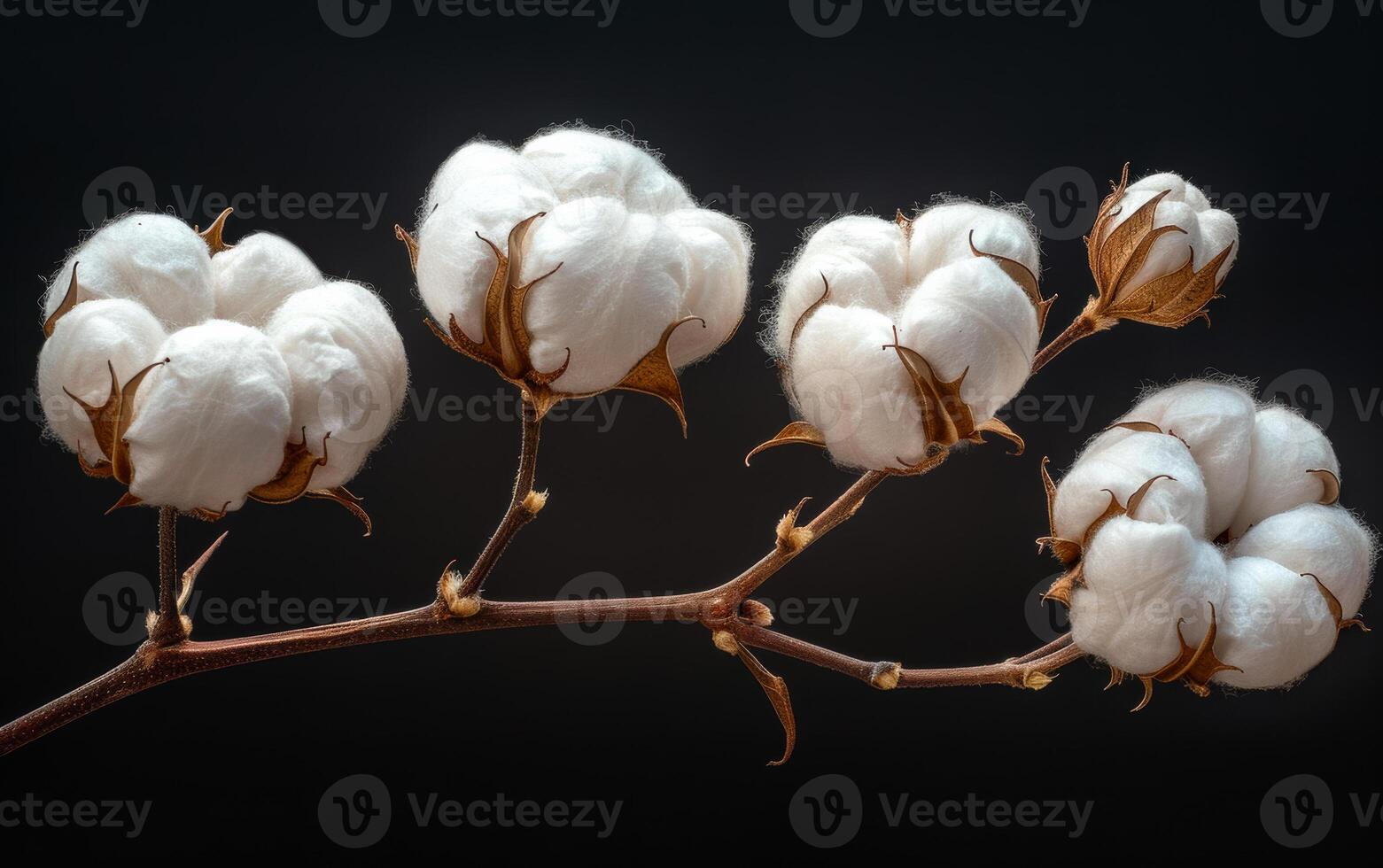 A branch with cotton flowers on it. The flowers are white and the branch is dark. Concept of calmness and serenity photo