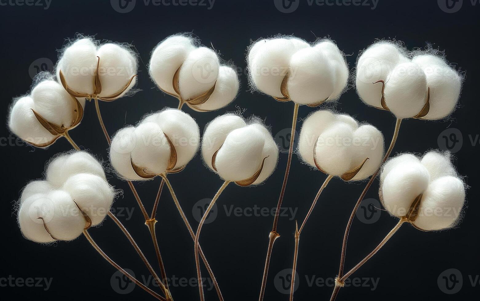 A bunch of cotton flowers are arranged in a row. The flowers are white and fluffy, and they are all facing the same direction. The arrangement gives off a sense of calmness and serenity photo