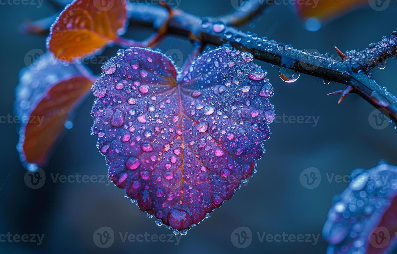 A leaf with water droplets on it that looks like a heart. The image has a calming and peaceful mood photo