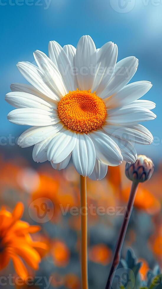 A close up of a white flower with orange petals. The flower is surrounded by other flowers, creating a colorful and vibrant scene. Concept of beauty and tranquility photo