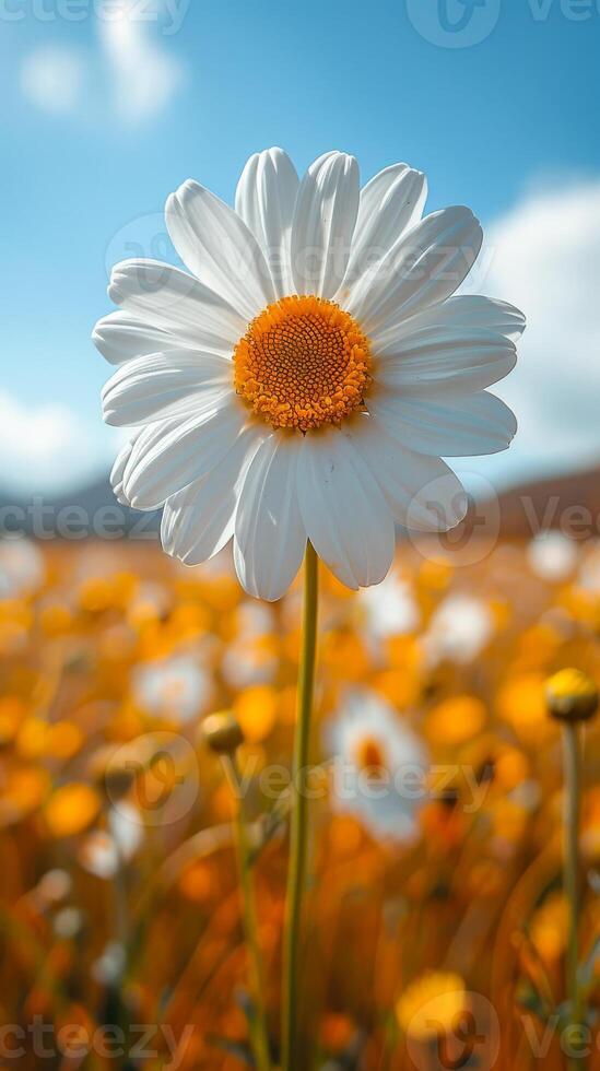 A single white flower stands out in a field of yellow flowers. The bright white color of the flower contrasts with the yellow background, creating a sense of calm and serenity photo