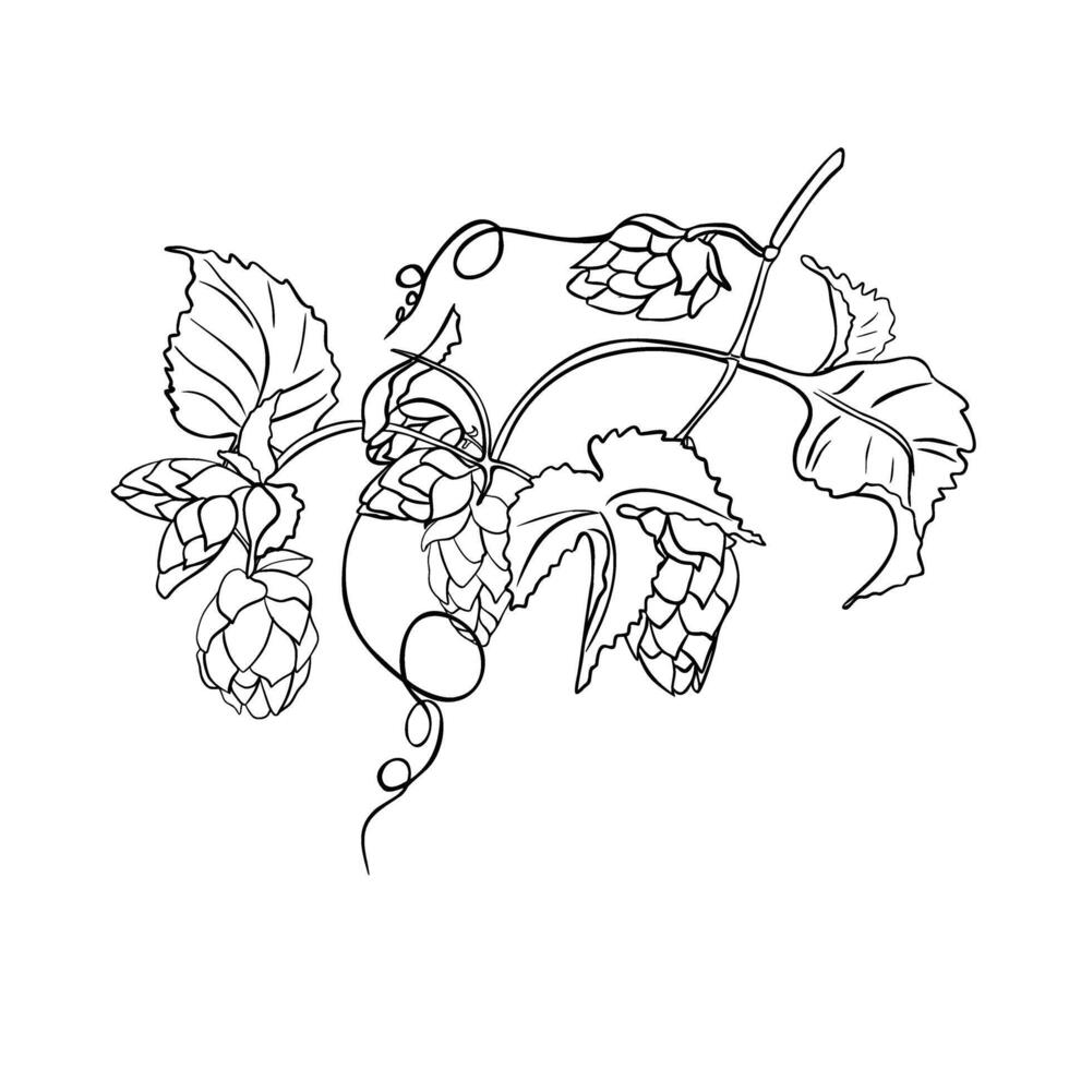 Hop vine, humulus plant black white linear illustration isolated. Hop cones on branch, tendril monochrome contour hand drawn in botanical sketch for beer label, herbal packaging, Oktoberfest vector