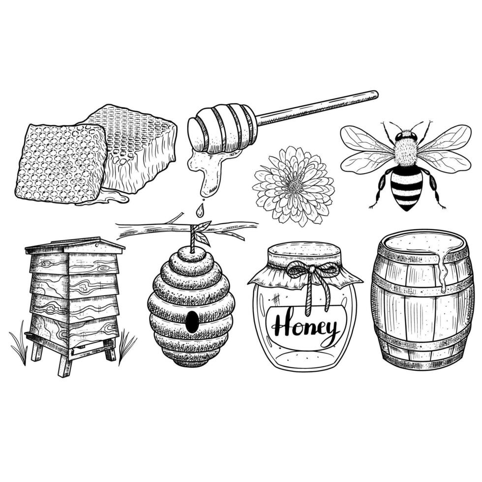 Honey set with beehives, honeycombs, honey, bees. illustration vector