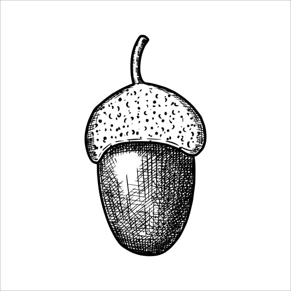 Hand drawn acorn. illustration vector