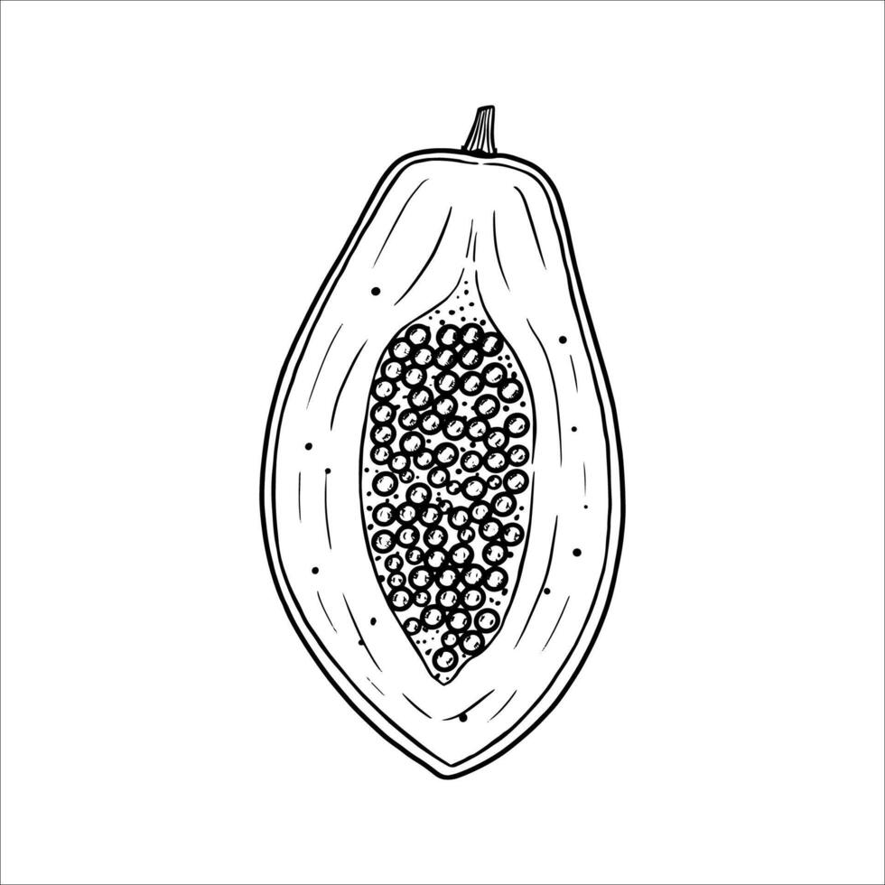 Hand drawn half of a papaya. illustration vector