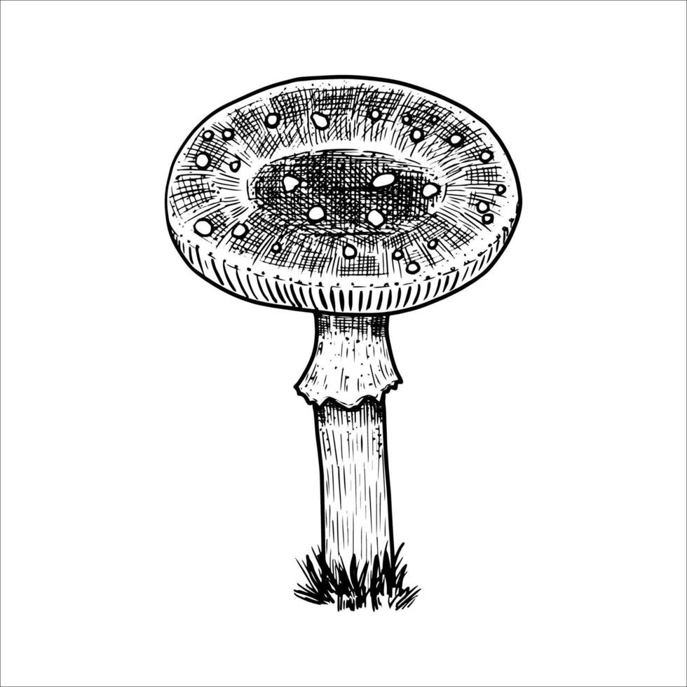 Hand drawn fly agaric. illustration vector