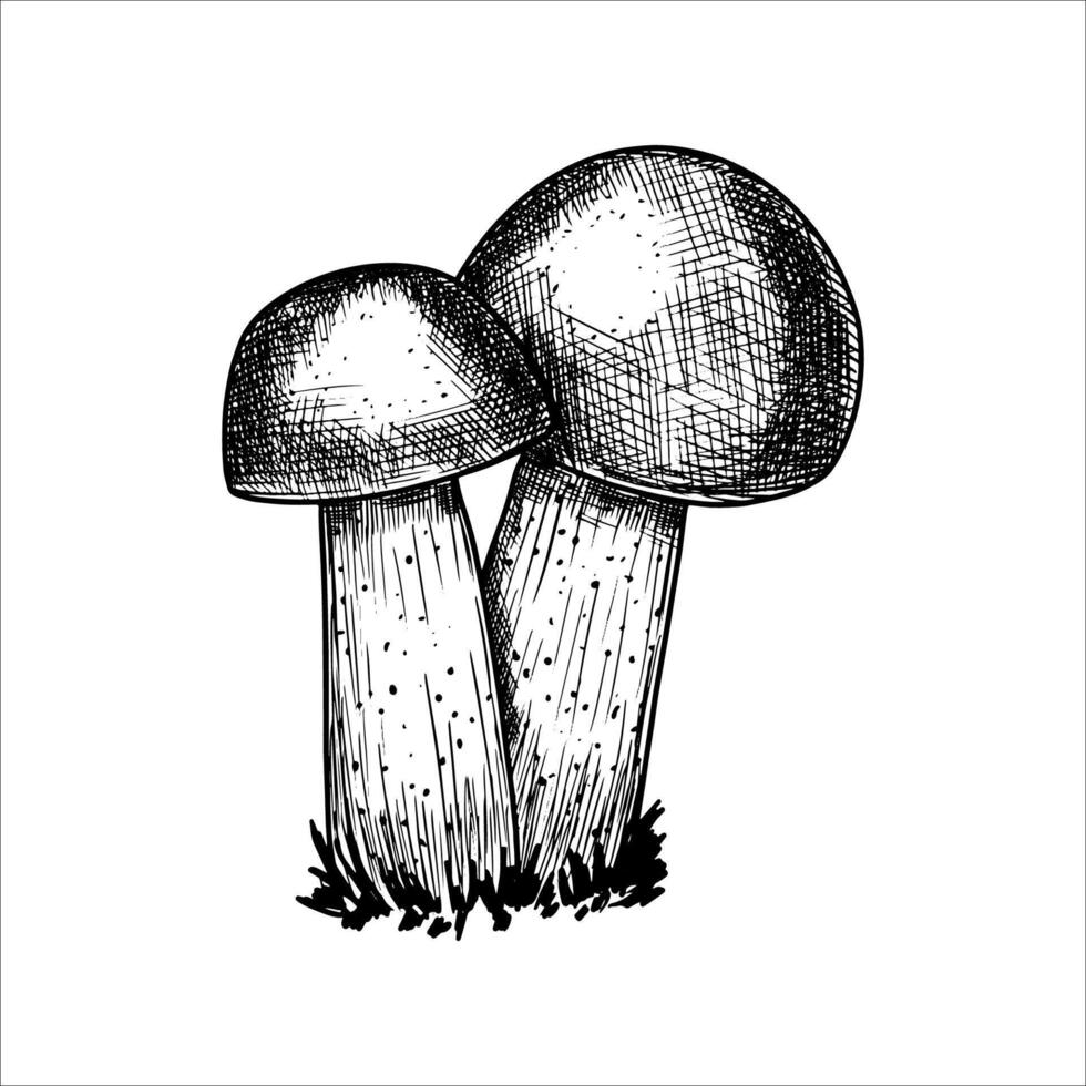 Hand drawn mushrooms. illustration vector