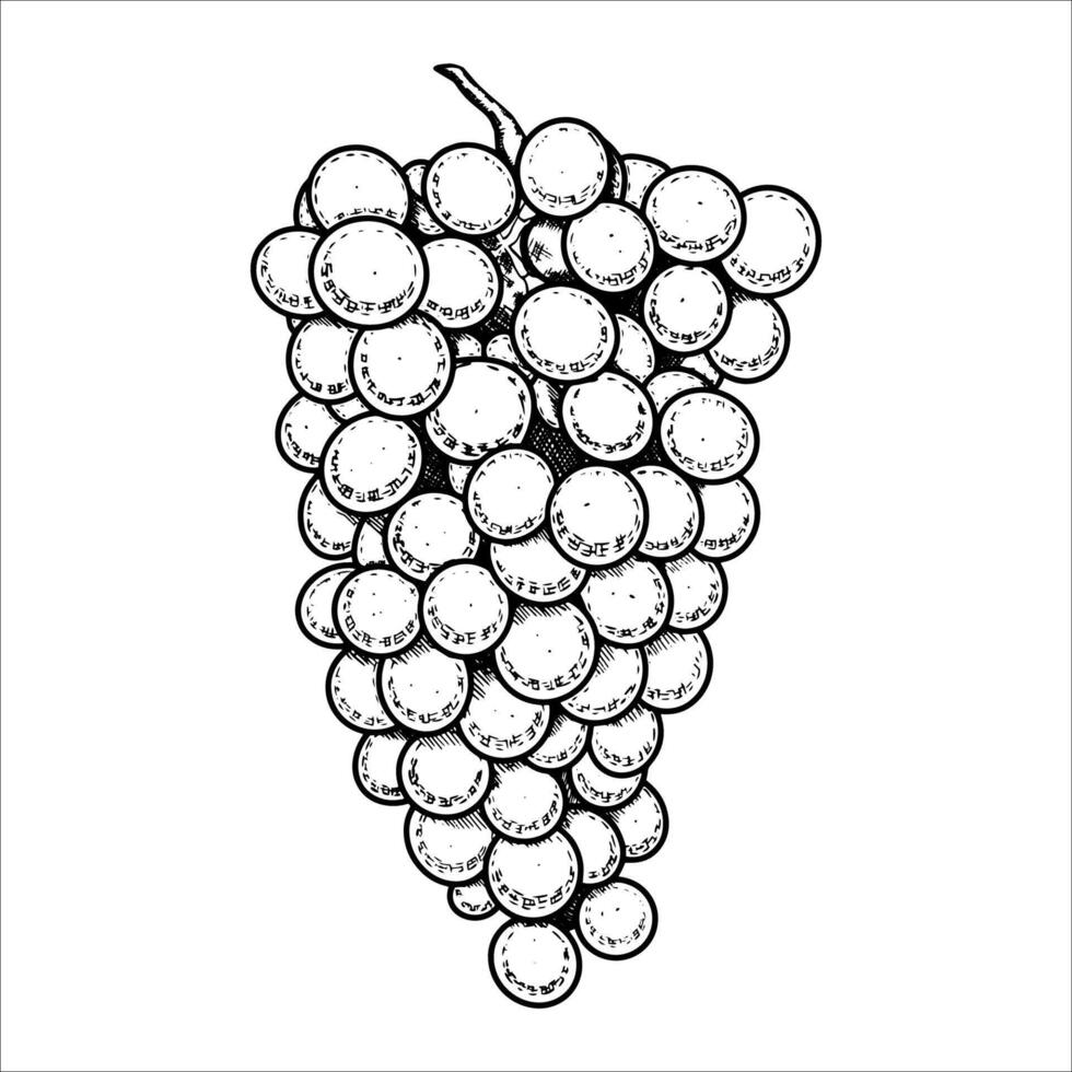 Hand drawn bunch of grapes. illustration vector