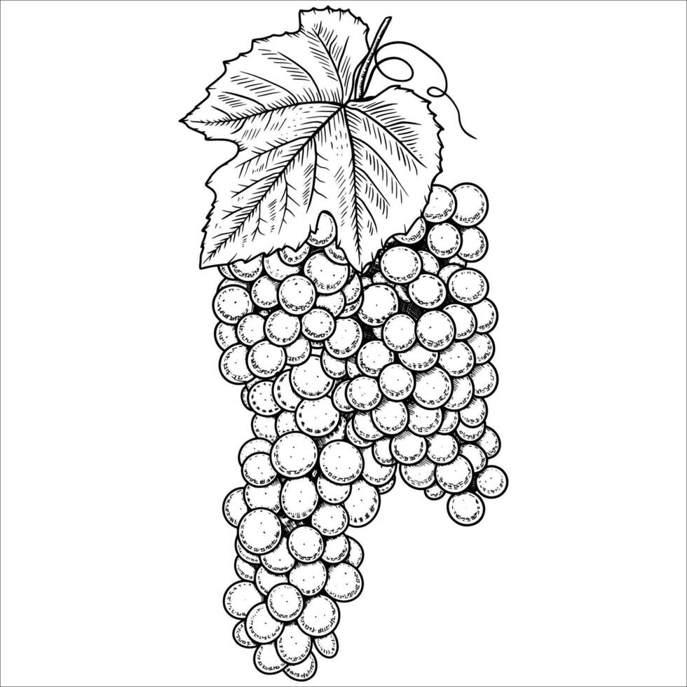 Hand drawn bunch of grapes. illustration vector