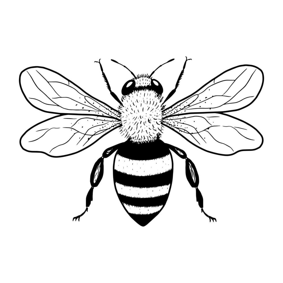 Hand drawn bee. illustration vector