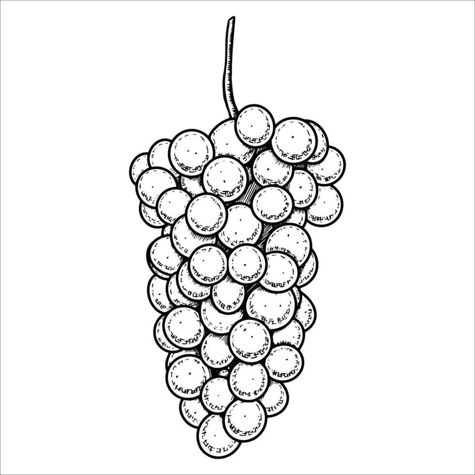 Hand drawn bunch of grapes. illustration vector