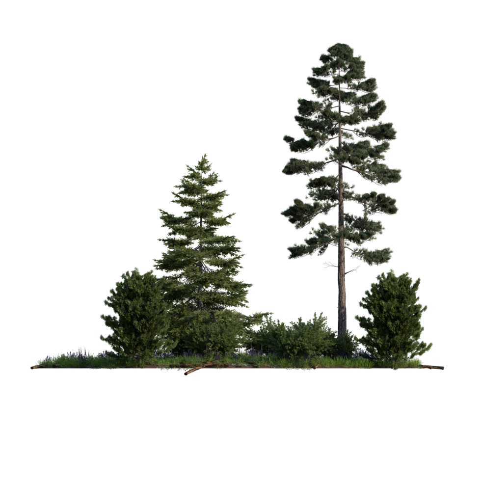forest various tree and plant spring isolated transparent background png