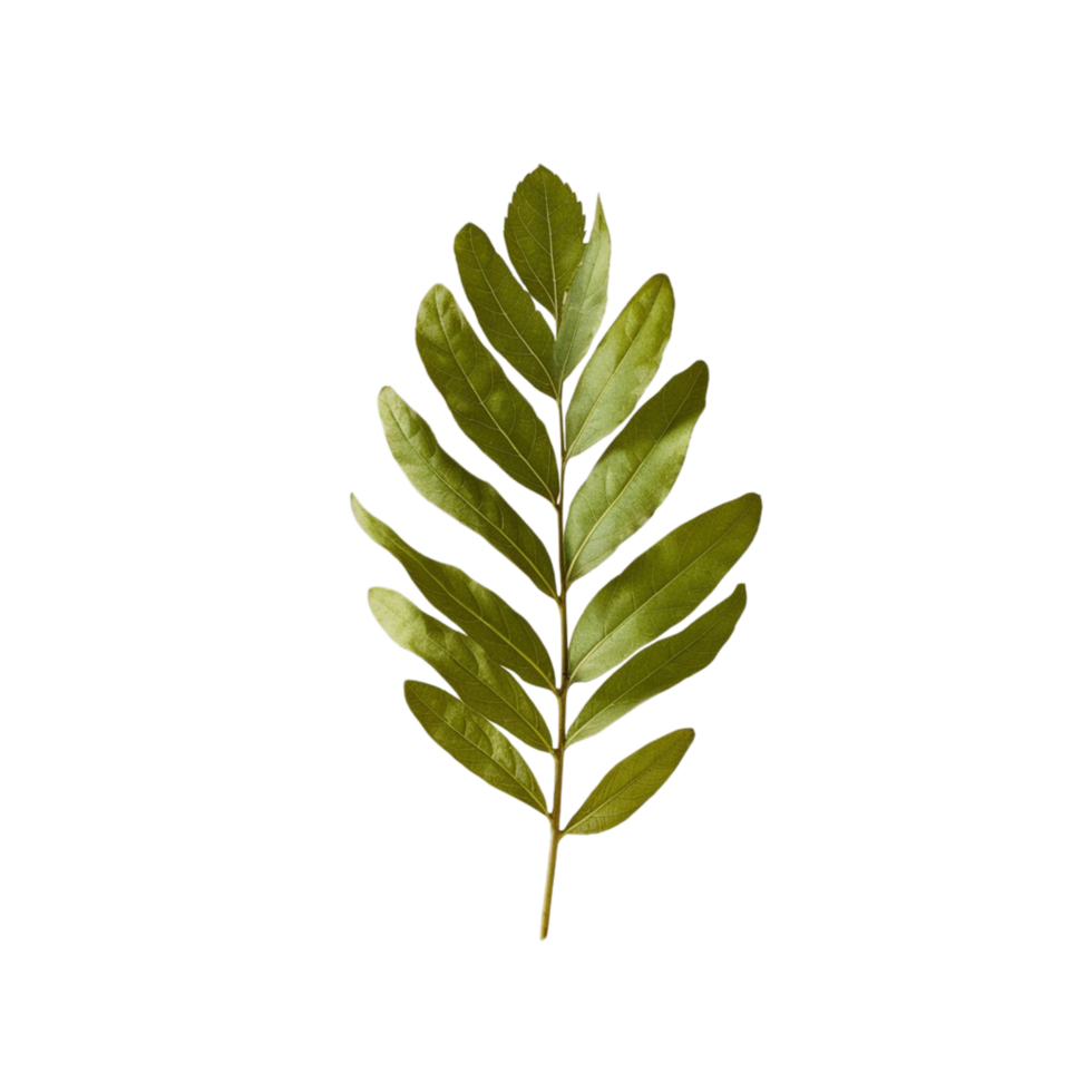 Kiara umbrella leaves captured on a clear background png