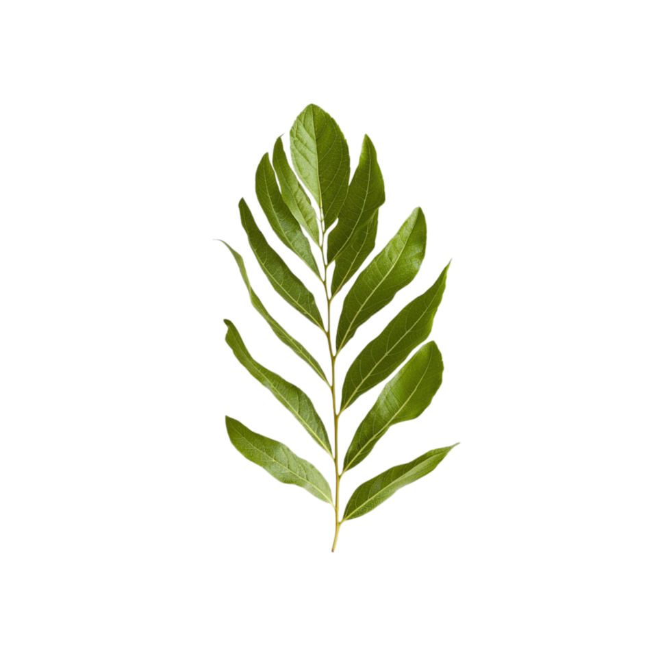 Kiara leaf photo with a see-through backdrop png