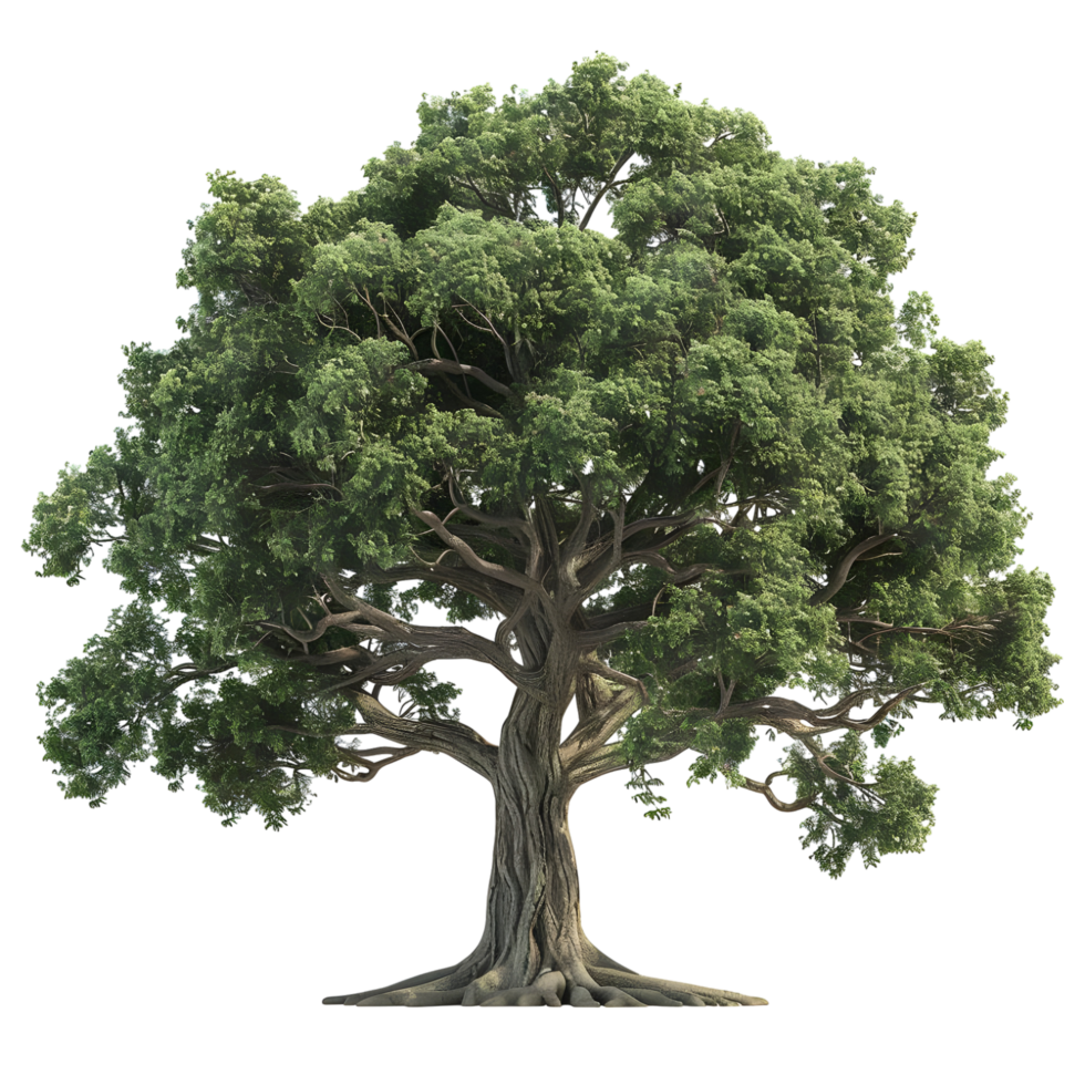 Green Tree Isolated on Transparent Background png