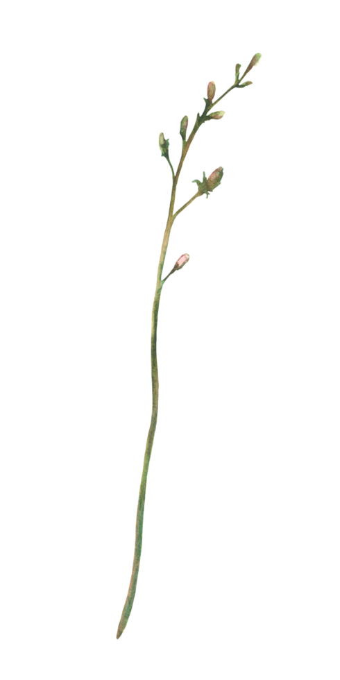 Wildflower sprig. Field plant with buds, meadow blade of grass, green creeper twig. Cornflower or chicory flower. Watercolor hand drawn illustration. Botanical floral clipart Isolated from background png