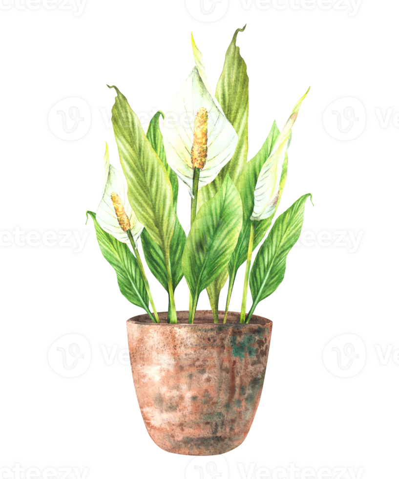 Watercolor home plant potted. Tropical green leaves with buds and white flowers in rustic clay pot. Anthurium exotic Interior houseplants. Watercolor hand drawn illustration. Isolated from background png