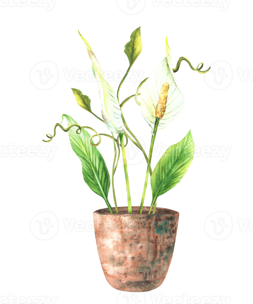 Tropic home plant potted. Watercolor leaves, buds, flowers, creeper in pot. White Anthurium flowers, exotic curly houseplants. Watercolor hand drawn clipart illustration Isolated from background png