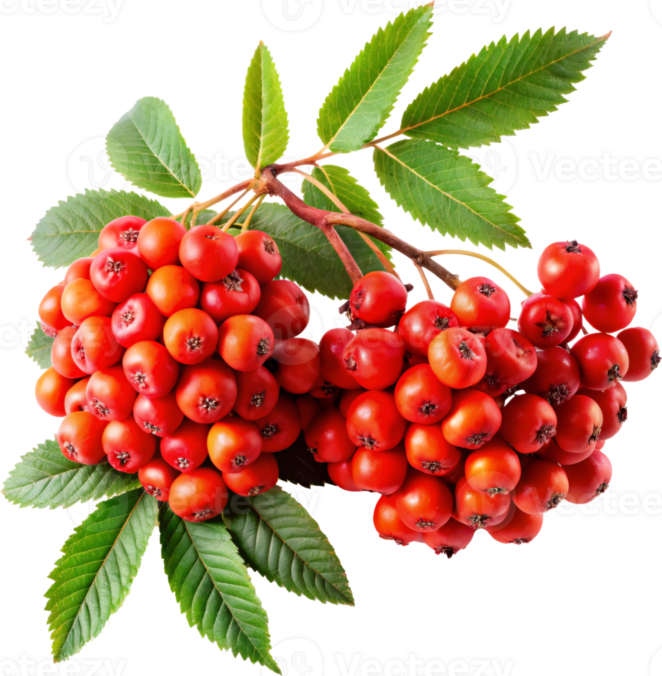 rowan berries bunch with green leaves png