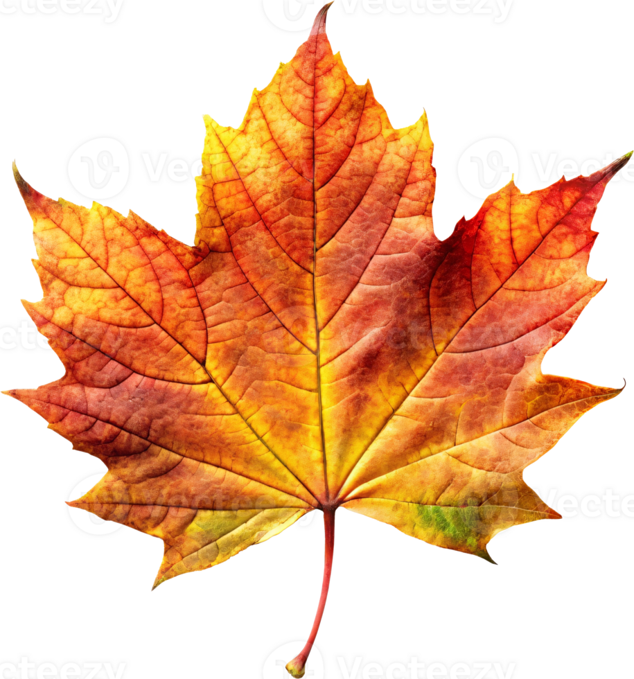 Colorful autumn maple leaf isolated png