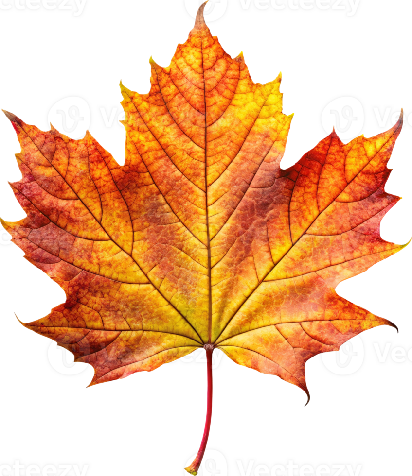 Colorful autumn maple leaf isolated png