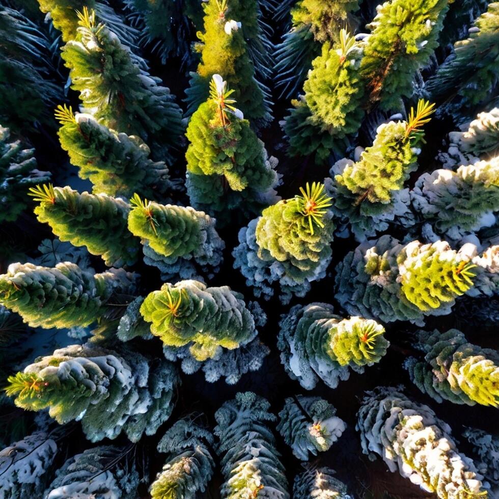 Top view of pine tree with snow in winter season photo