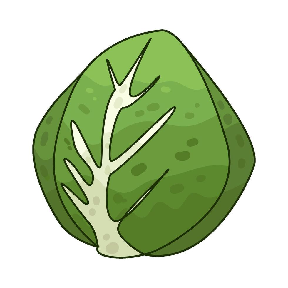 Illustration of cabbage vector