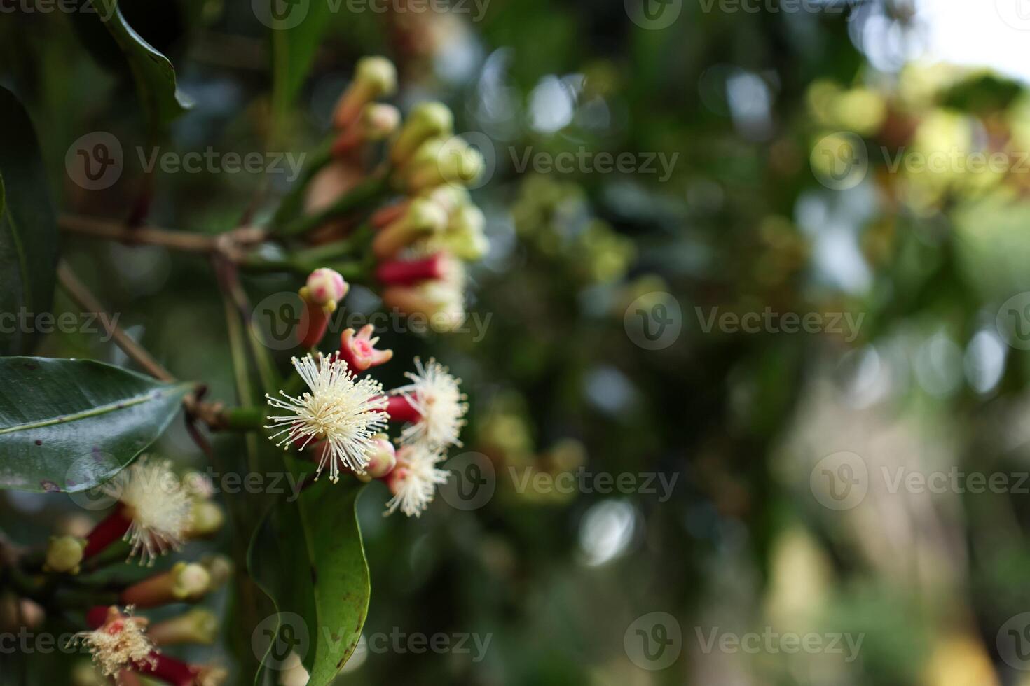 Bali Clove Blooming Flowers photo