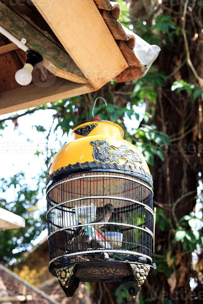 Sangkar Burung, Indonesian Bird Cage Hanging on House Roof photo